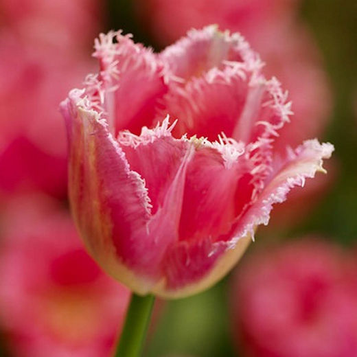 Tulip - Fancy Frills