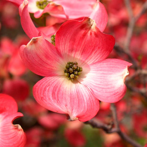 Dogwood - Cherokee Brave