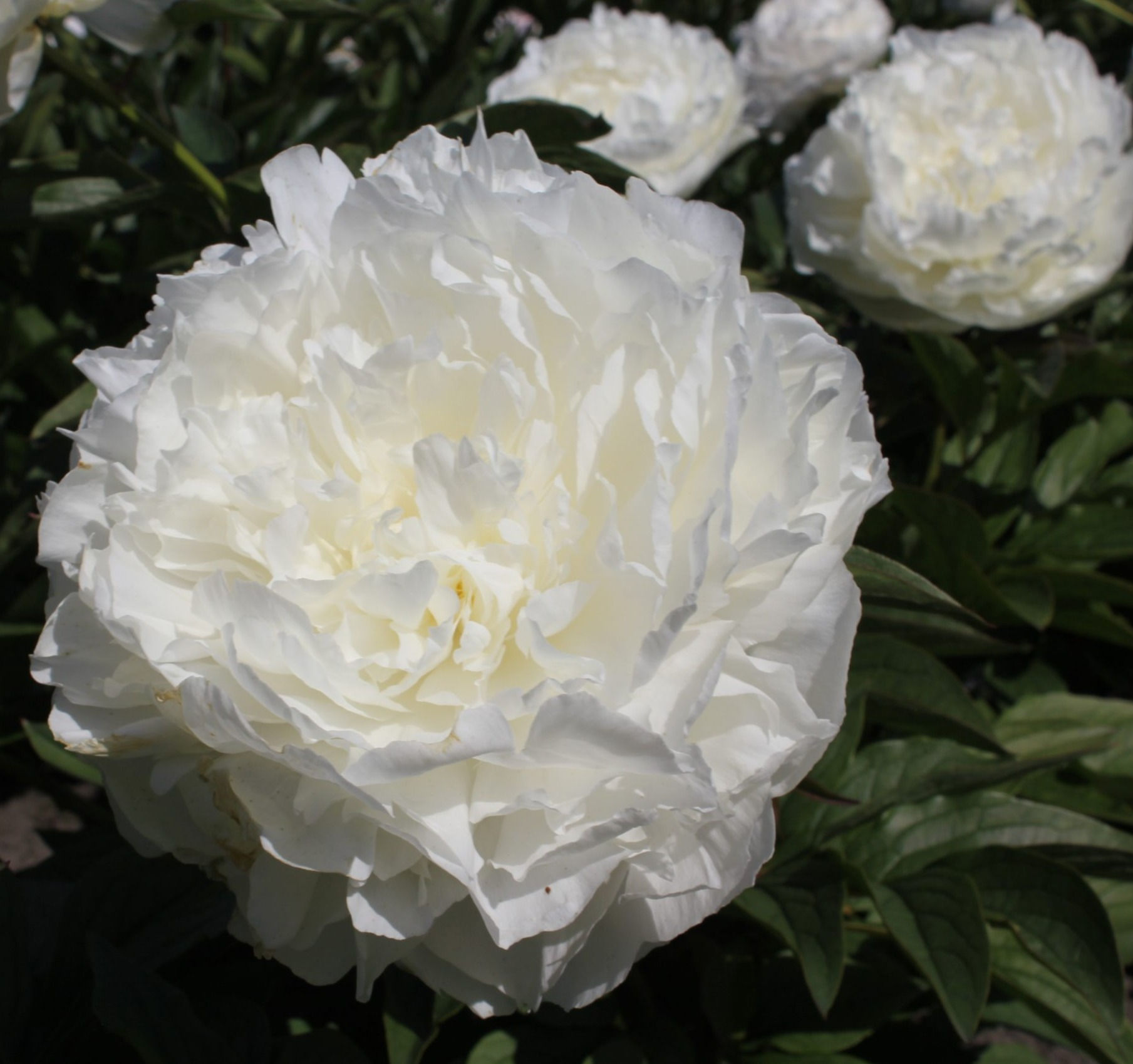 Bulk Peony - Puffed Cotton