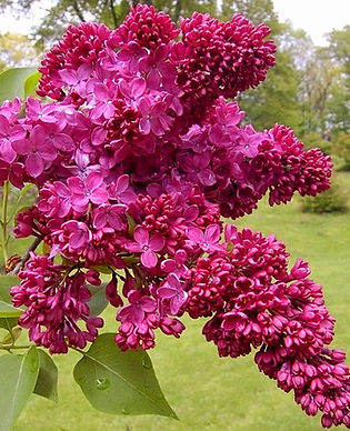 Lilac, French - Congo