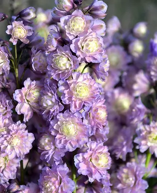 Delphinium, Highlander - Dream Sensation