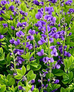 False Indigo - Blue