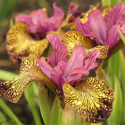 Siberian - Juniper Leigh