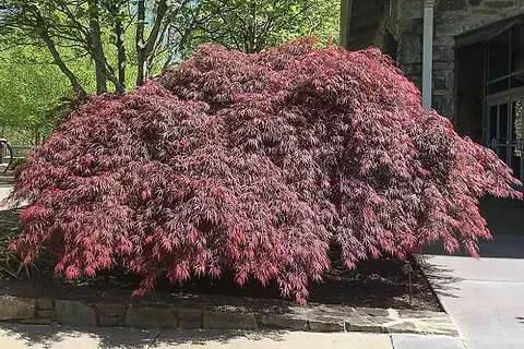 1/5 やま様 Japanese Maple - Tamuke Yama | Canadian Gardener