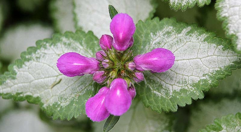 Dead Nettle - Purple Dragon