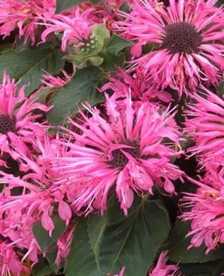 Bee Balm - Bee-Lieve