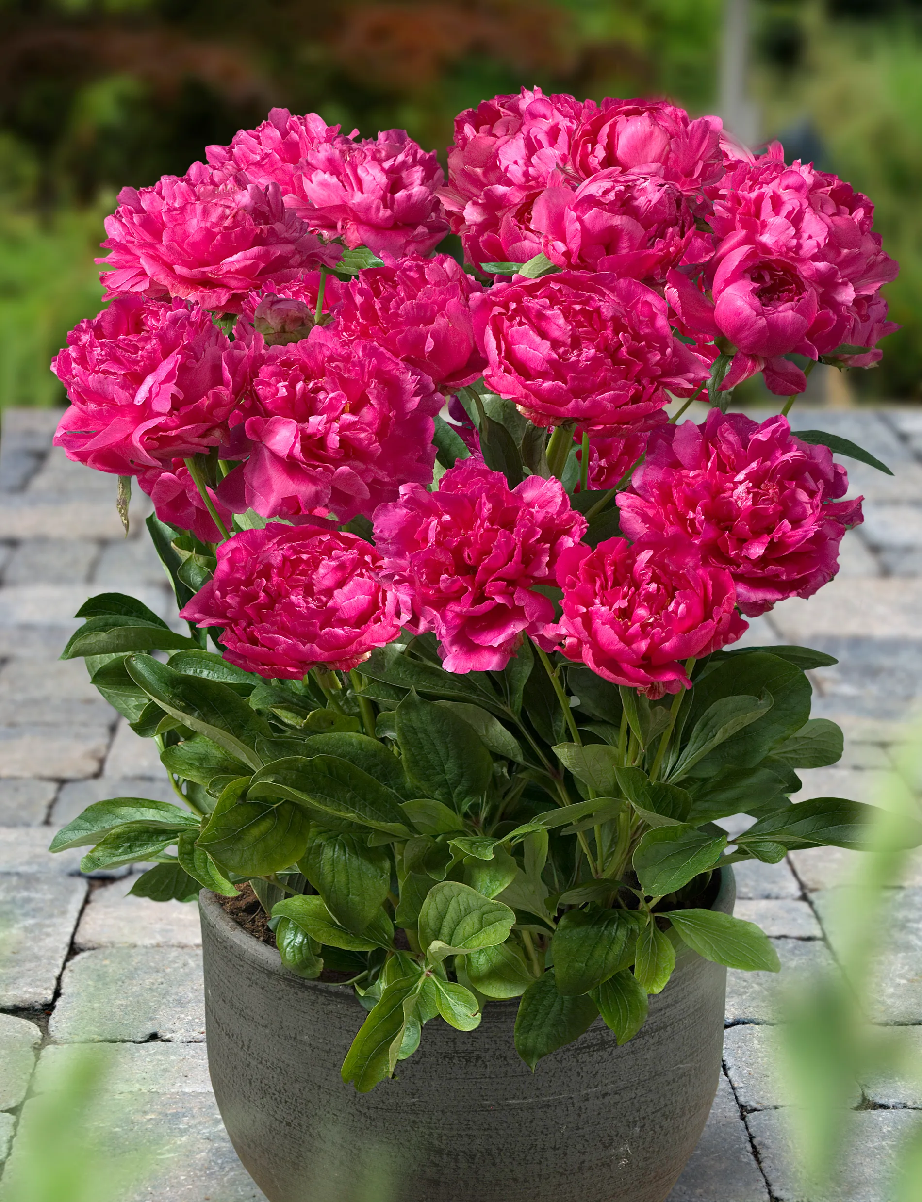 Thumbnail: Peony - Patio London