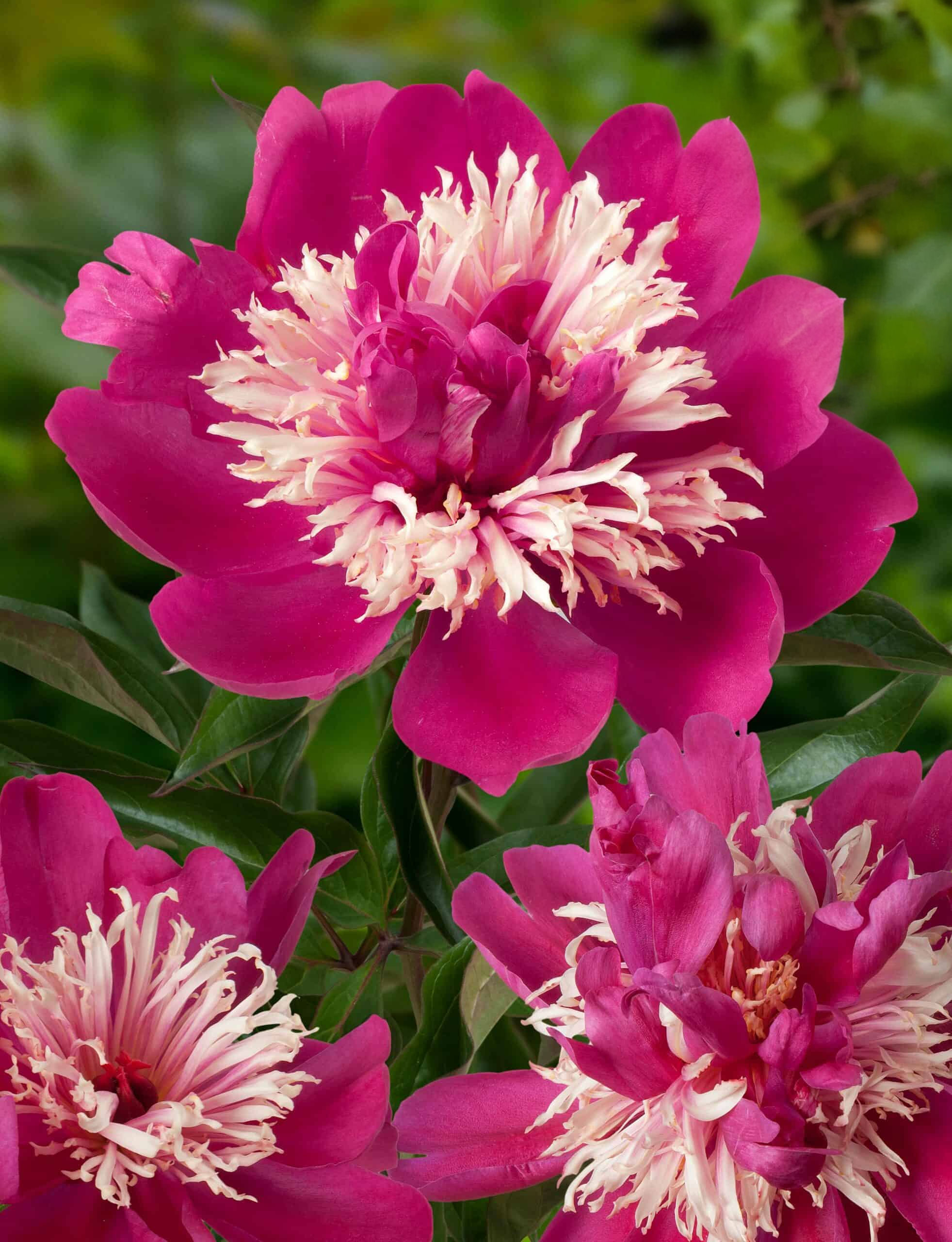Bulk Peony - Top Hat