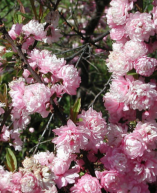 Flowering Almond - Double Pink