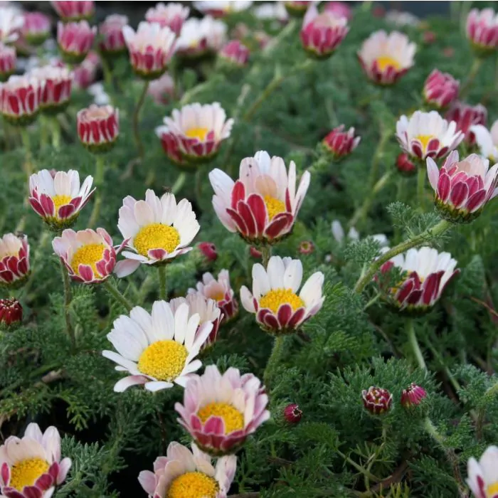 Carpet Daisy - Silver Kisses