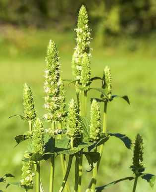 Hyssop - Yellow Giant 