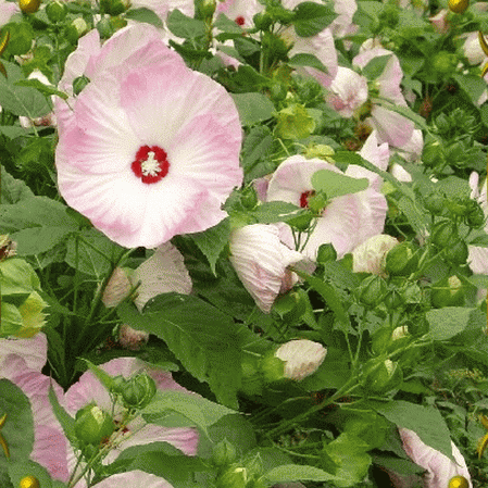 Hibiscus, Hardy