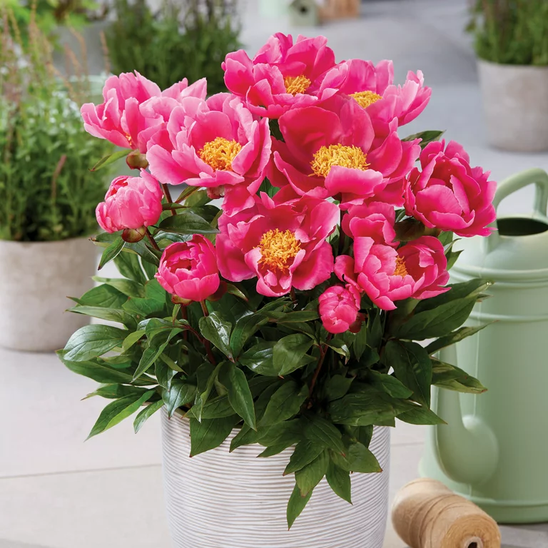 Peony Patio Athens Canadian Gardener peony-patio-athens-canadian-gardener