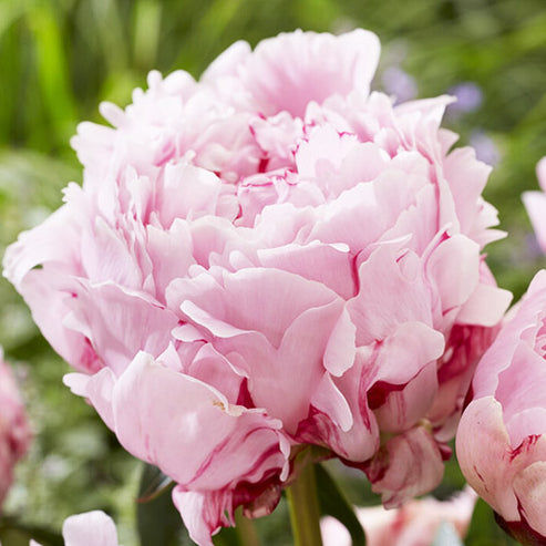 Bulk Peony - Sarah Bernhardt Select