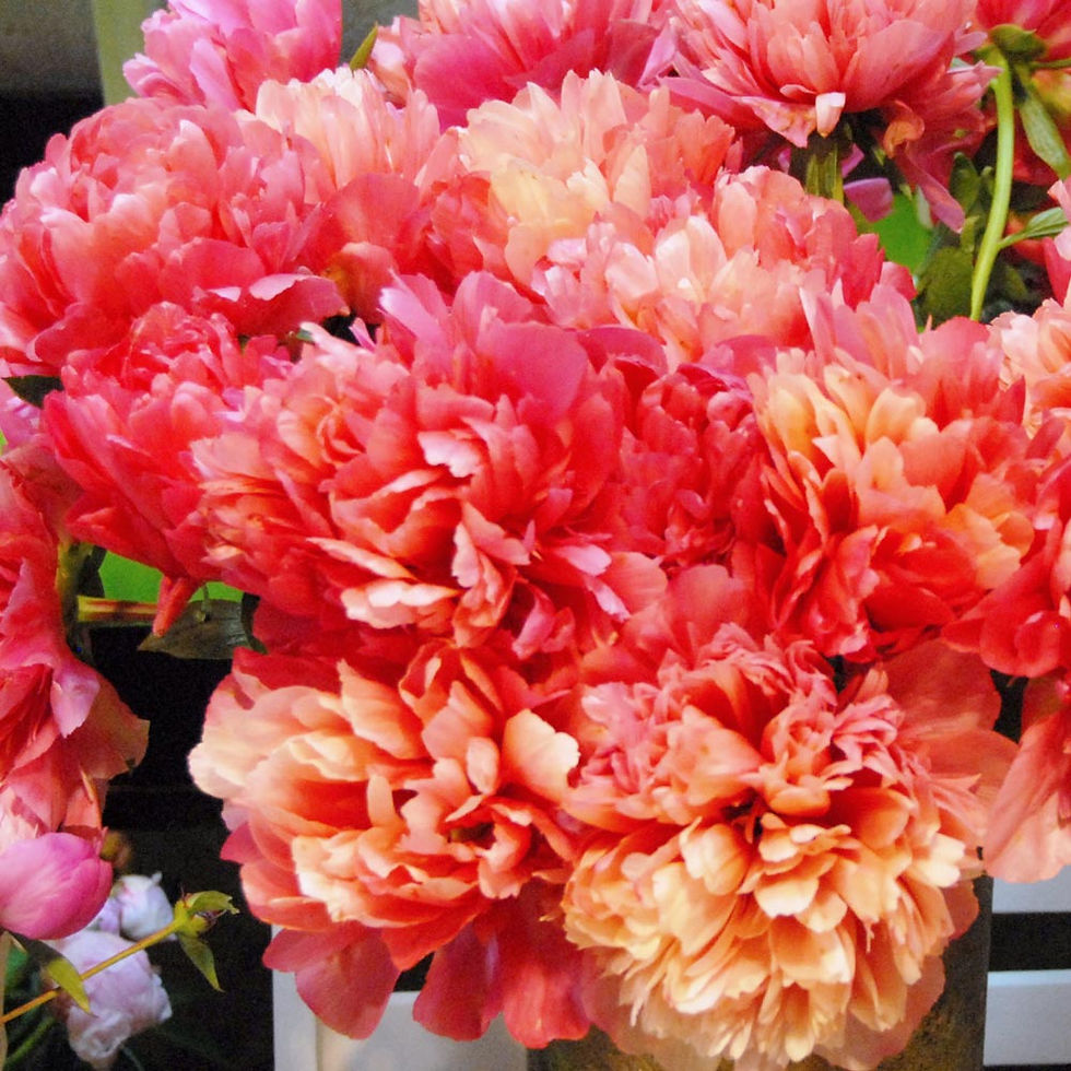 Thumbnail: Bulk Peony - Lorelei