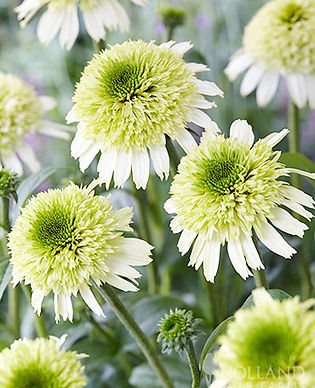 Coneflower - Delicious Nougat