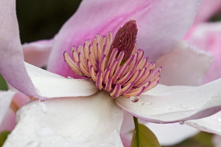 magnolia daybreak close up.webp