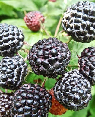 Raspberry, Black - Jewel 