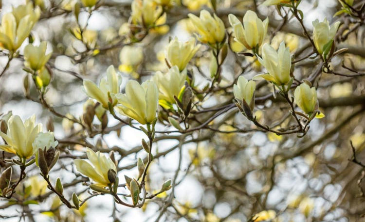magnolia elizabeth 2.webp