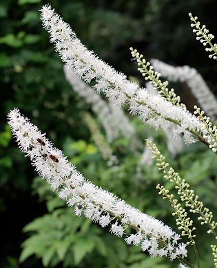 Black Cohosh