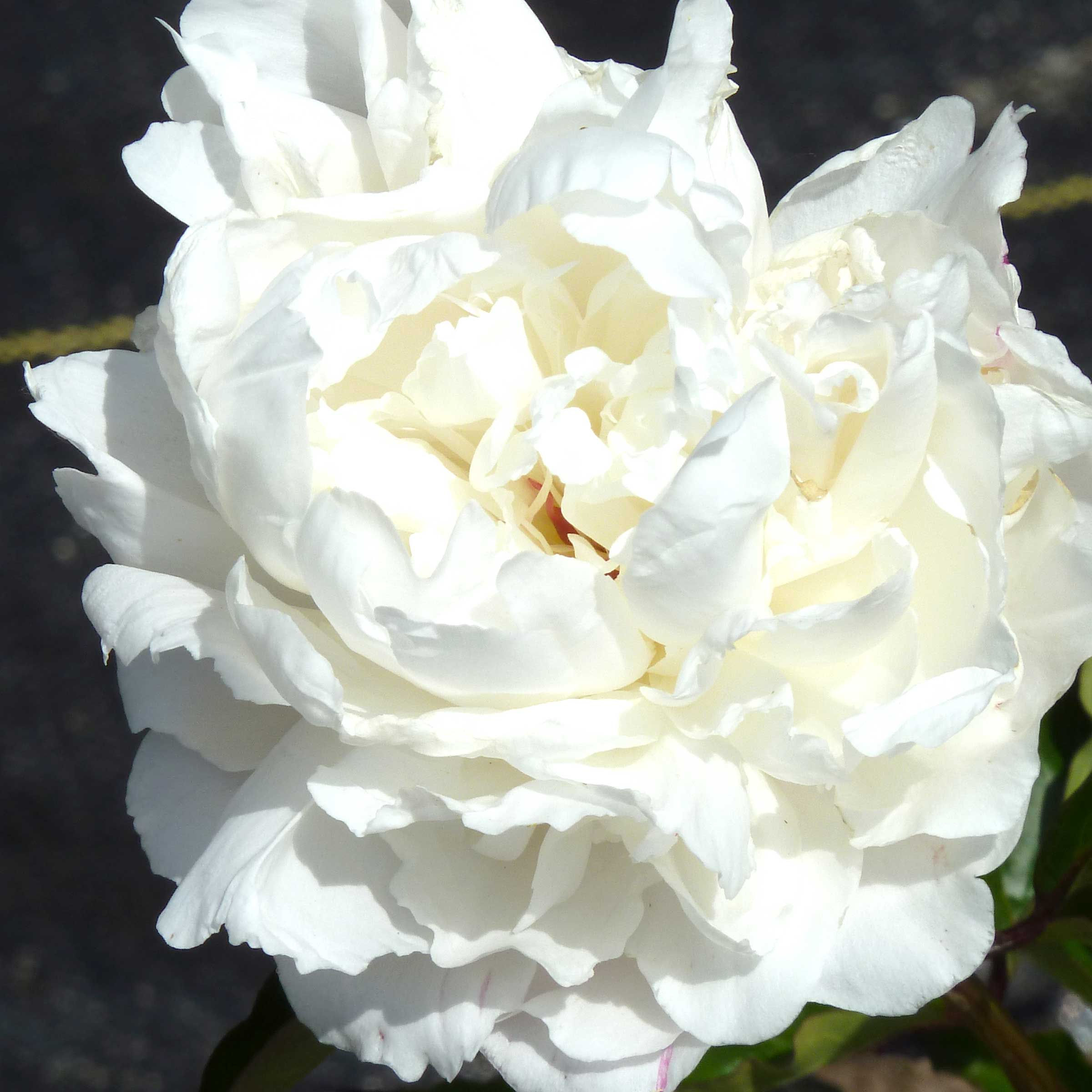 Peony - Kelway's Glorious