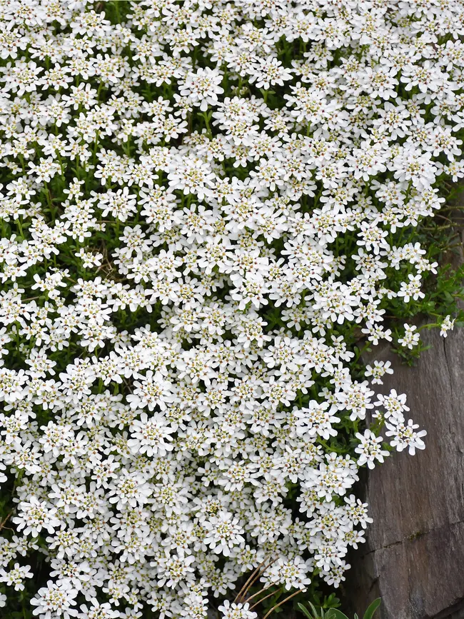 Candytuft - Snow Cushion