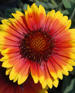Blanket Flower - Arizona Sun