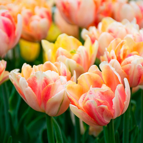 tulip様　ミンクファー　✳️350個 file.jpg