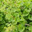 Thumbnail: Ginkgo - Mariken