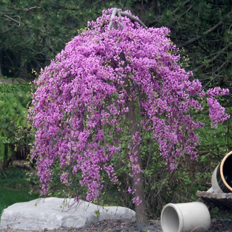 Thumbnail: Redbud - Lavender Twist