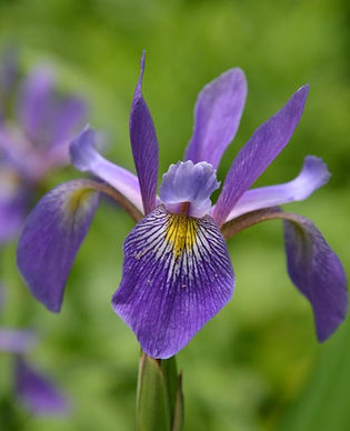 Flag, Blue -  Purple Flame