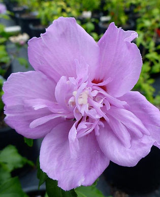 Rose of Sharon - Arden
