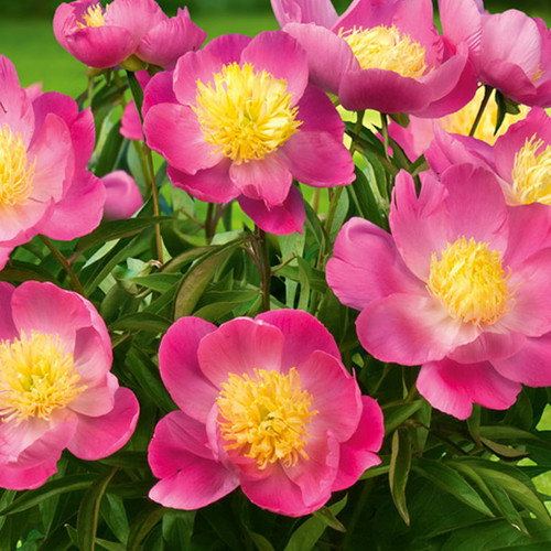 Peony - Patio Kiev | Canadian Gardener