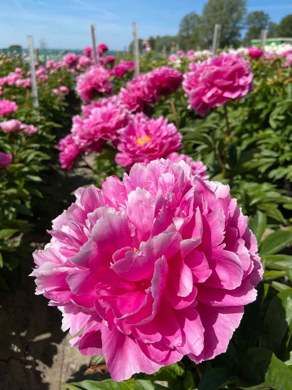 Peony - Dayton