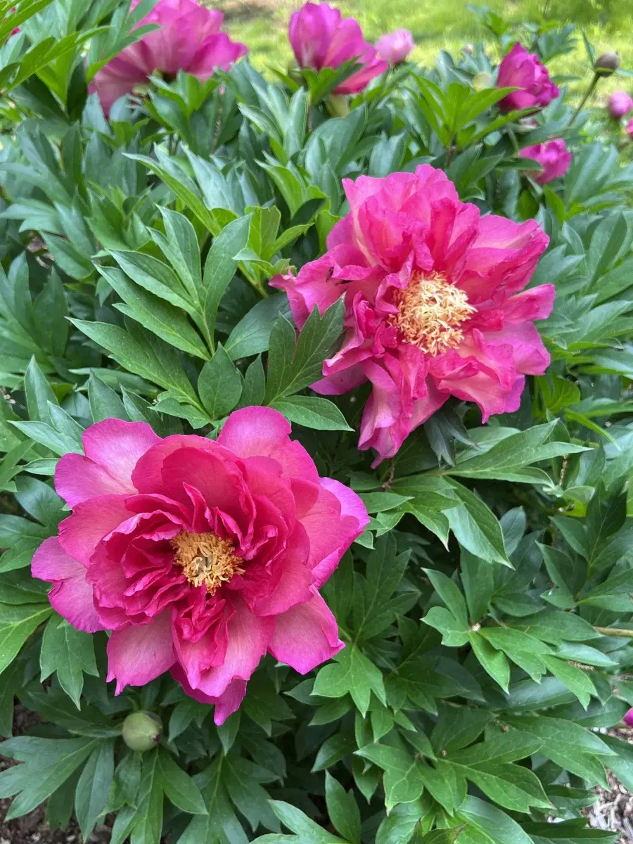 Thumbnail: Peony - Itoh Noa Jolie