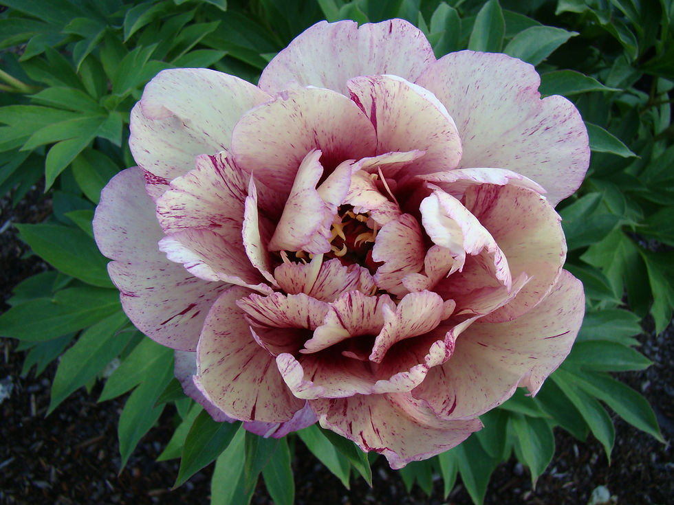 Thumbnail: Peony - Itoh All That Jazz