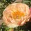 Thumbnail: Bulk Peony - King's Day