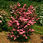 Thumbnail: Dogwood - Scarlet Fire