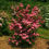 Thumbnail: Dogwood - Scarlet Fire