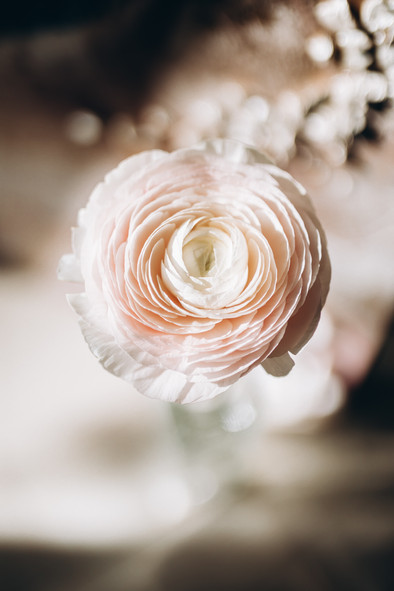 ranunculus1.jpeg