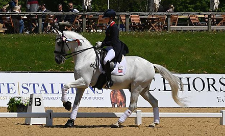 grey horse
