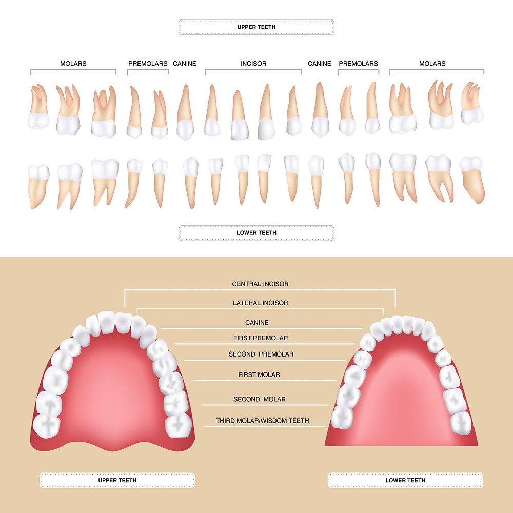 What if My Child's Permanent Tooth is Growing Behind Another?