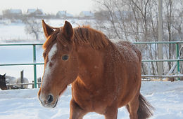 лошади в Тарусе, верховая езда в Тарусе, конные прогулки в Тарусе
