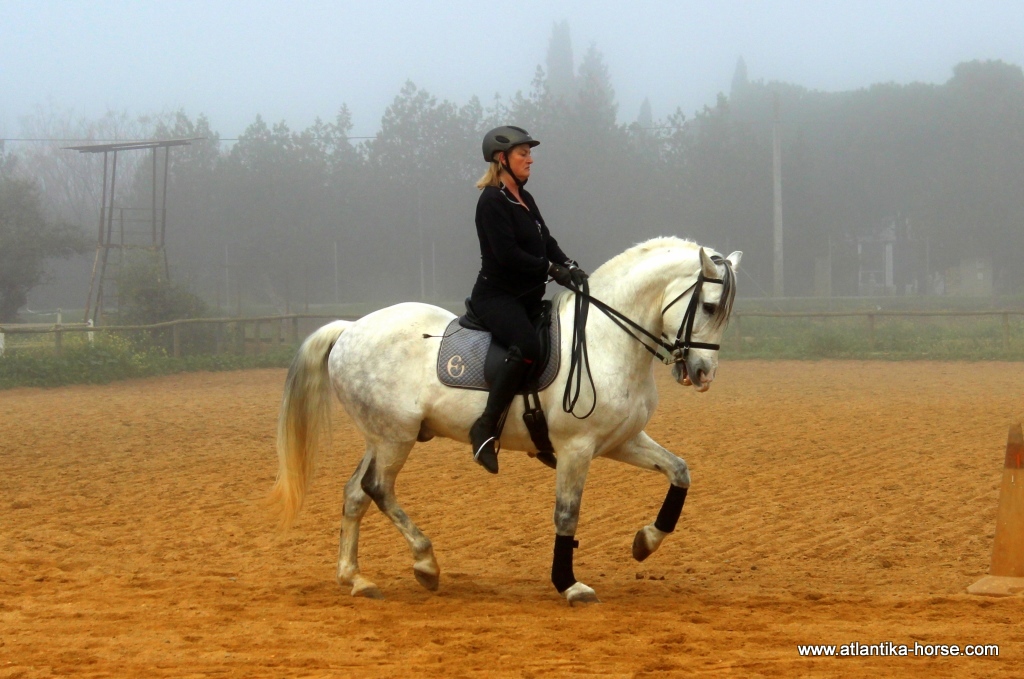 верховая лошадь 7 букв