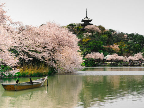 Икигай: японската тайна за дълъг и щастлив живот