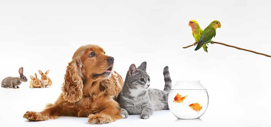 Animal Kingdom_edited.png