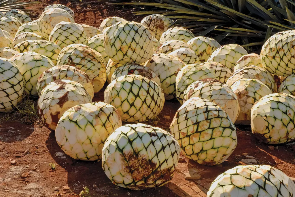 CURSO EN AGAVE - CAMPOJAL