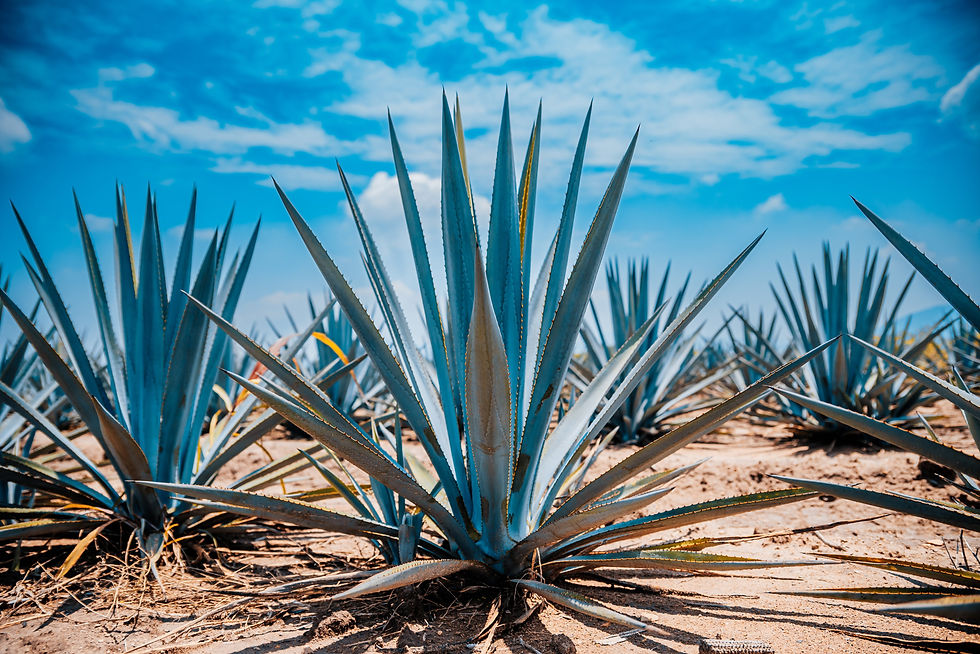 Plantaciones de agave micropropagado o in vitro