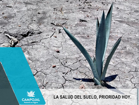 LA SALUD DEL SUELO Y LA PRODUCCIÓN DE AGAVE.