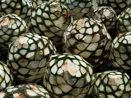 PAQUETE TECNOLÓGICO PARA AGAVE.